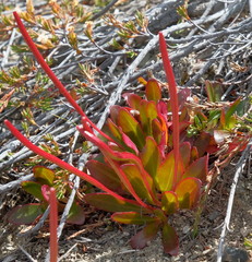 Epilobium crassum