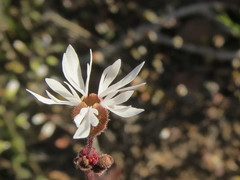 Lithophragma tenellum