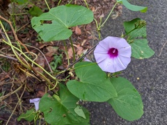 Ipomoea tiliacea