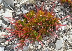 Epilobium crassum