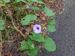 Ipomoea tiliacea