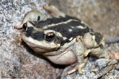 Rhinella atacamensis