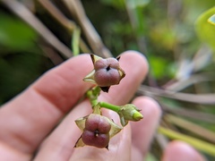 Ipomoea tiliacea