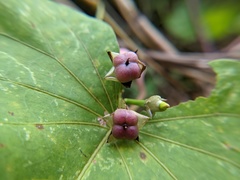 Ipomoea tiliacea
