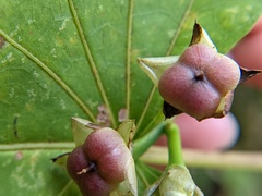 Ipomoea tiliacea
