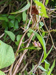 Ipomoea tiliacea
