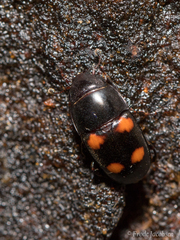 Glischrochilus obtusus