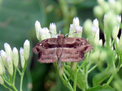 Quadrus lugubris