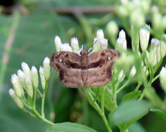 Quadrus lugubris