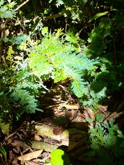 Selaginella willdenowii
