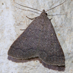 Bleptina flaviguttalis