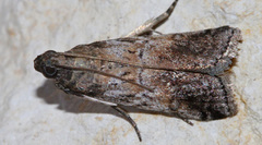 Chararica hystriculella