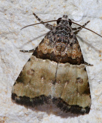 Cobubatha dividua