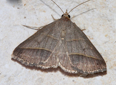 Hemeroplanis parallela