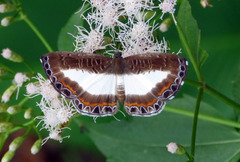 Nymphidium azanoides