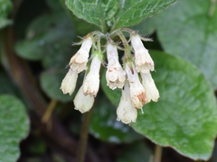 Symphytum grandiflorum