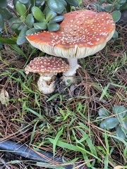 Amanita muscaria