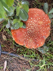 Amanita muscaria