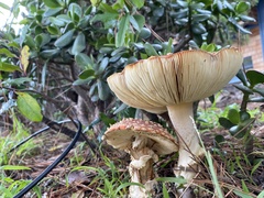 Amanita muscaria