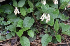 Symphytum grandiflorum