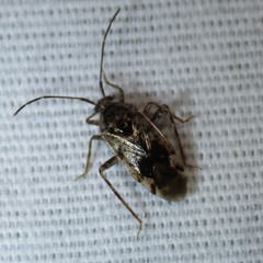 Eustictus