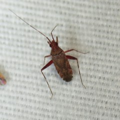 Phytocoris nicholi