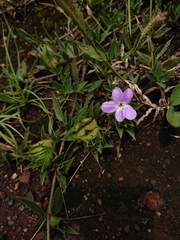Barleria macrostegia
