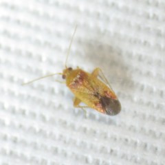 Parthenicus covilleae