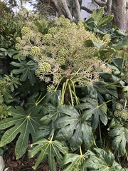 Fatsia