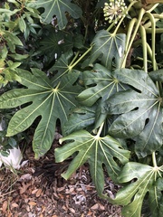 Fatsia