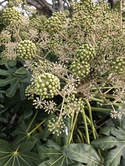 Fatsia