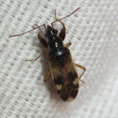 Pseudopamera nitidula