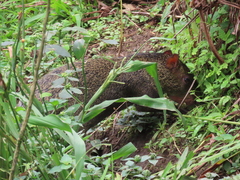 Dasyprocta punctata
