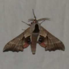 Smerinthus saliceti