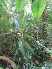 Cyclanthus bipartitus