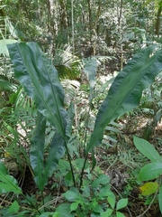 Cyclanthus bipartitus