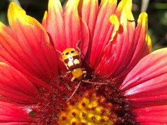 Paranapiacaba connexa