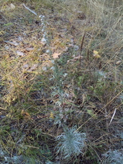 Artemisia sericea