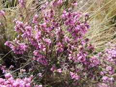 Erica dissimulans