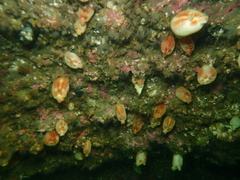 Halocynthia pyriformis