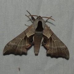 Smerinthus saliceti
