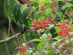 Chalybura buffonii