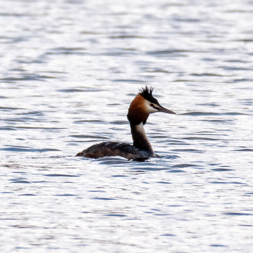 Somormujo lavanco (Podiceps cristatus)