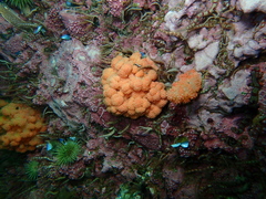 Gersemia rubiformis