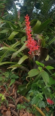 Aechmea fulgens
