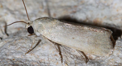 Leucocnemis nivalis