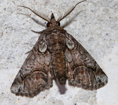 Paectes pygmaea