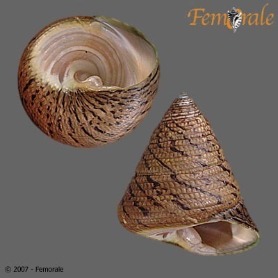 Tegula pellisserpentis