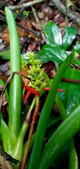 Aechmea mertensii