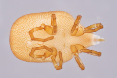 Calyptostomatidae
